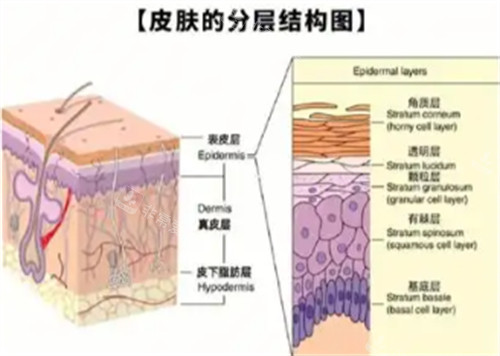 皮肤分层结构图