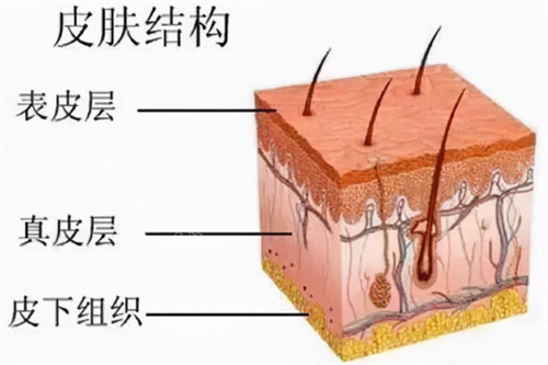 皮肤结构