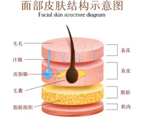 面部皮肤结构