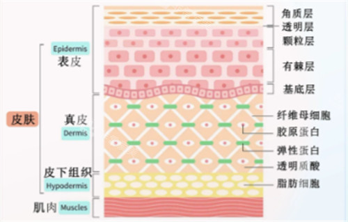 皮肤结构基础知识