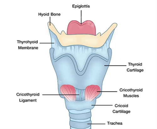 在韩国做声音整形技术超成熟！小切口声带手术改善快，不影响说话功能，附术前术后录音对比！