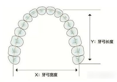 牙弓尺寸照片