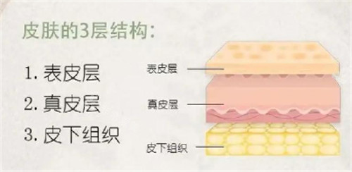皮肤的三层结构 皮肤的三层结构