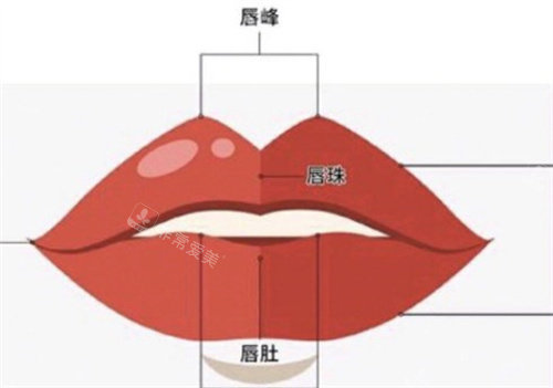 嘴唇的唇峰 嘴唇的唇峰