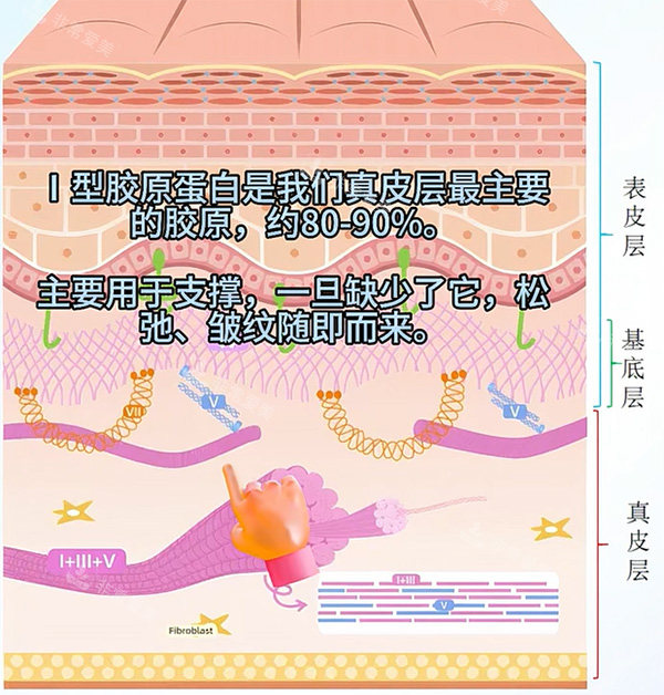 一型胶原蛋白和三型对比