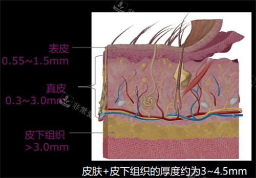 皮肤不同层次厚度图解 皮肤不同层次厚度图解