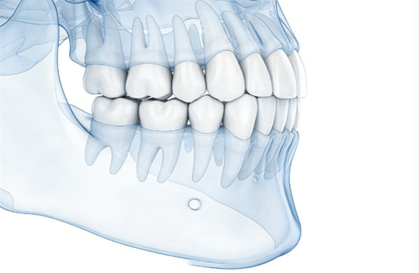 牙齿通用示意图