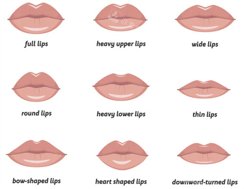 不同嘴唇的形态表现