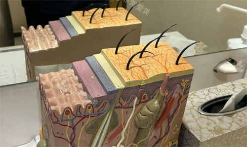 石家庄雅芳亚整形皮肤科模型展示