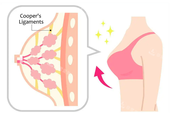 隆胸手術(shù)后展示圖