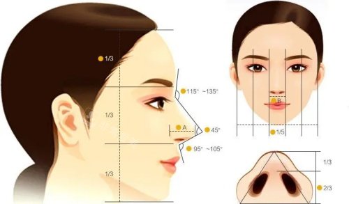 鼻子結(jié)構(gòu)示意圖 鼻子結(jié)構(gòu)示意圖
