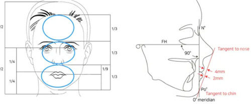 人中比例分析圖