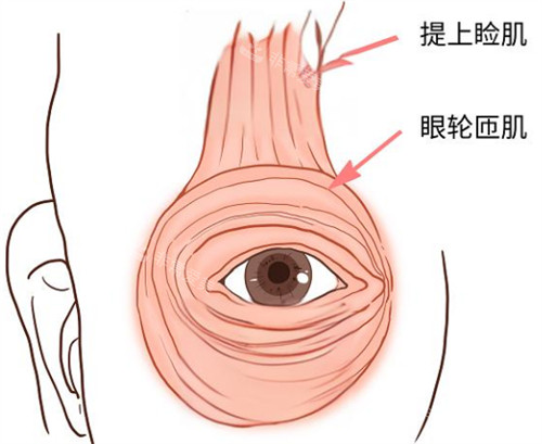 提上睑肌位置示意 提上睑肌位置示意