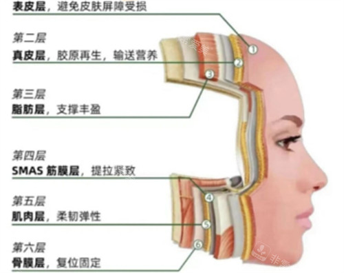 皮肤层次提升作用