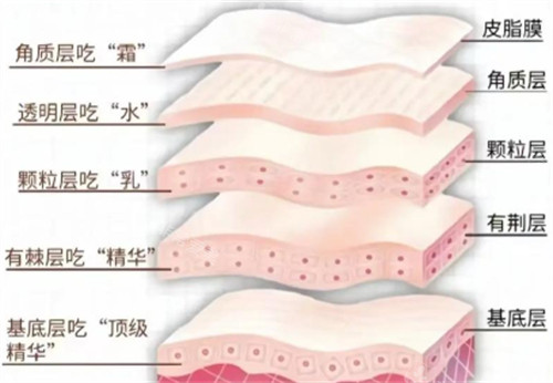 皮肤层次吸收情况