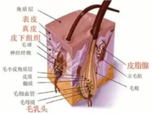 首尔明洞无需预约/夜间诊疗皮肤科：明洞BLS Clinic（夜间诊疗）、RE-ELE等多家皮肤科资料等你解锁！