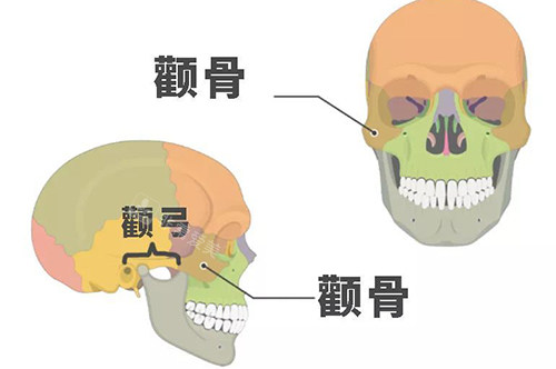 颧骨颧弓示意图 颧骨颧弓示意图