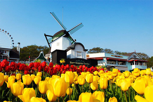 首爾愛寶樂園，愛寶樂園郁金香，郁金香慶典