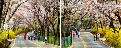 韩国南山樱花，韩国南山迎春花