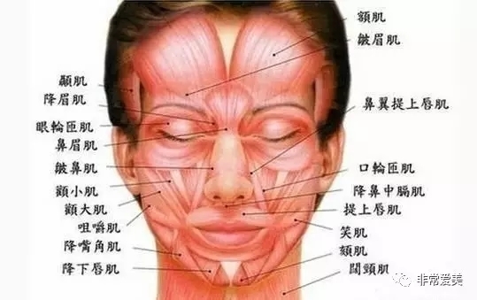 人的脸部结构名称图片