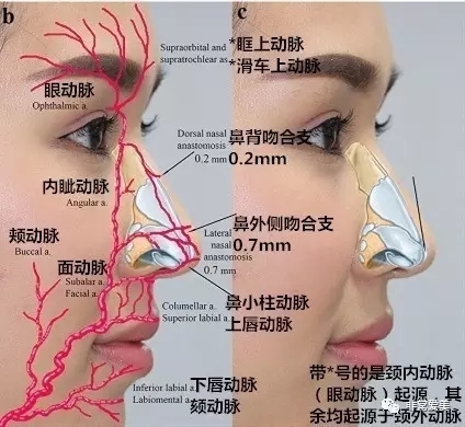 人面部血管分布图