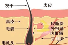 全新麥穗植發(fā)價(jià)格表，發(fā)際線種植頭頂種植價(jià)格都可查詢！