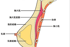 谭新东隆胸技术怎么样？拥有30余年胸部整形经验！