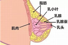 隆胸后的胸和正常胸的区别是什么？