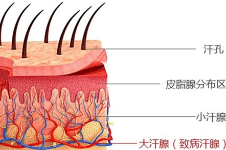 乌鲁木齐治腋臭哪里好?药业附属医院腋臭科/维吾尔人民医院/医科一附院是乌市治腋臭的好去处