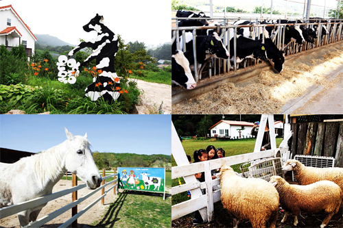 韩国骊州恩亚牧场的奶牛、马和羊