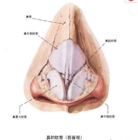 鼻部解剖图