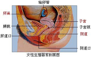 生殖器官解剖图