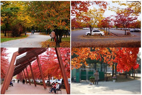 韩国世界杯公园秋天枫叶景色