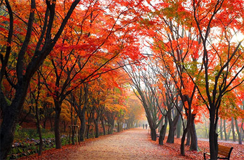 韩国全罗北道内藏山秋季小路景色