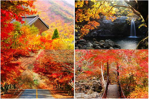 韩国全罗南道智异山秋季枫叶美景