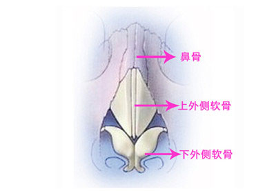 鼻部結(jié)構(gòu)圖