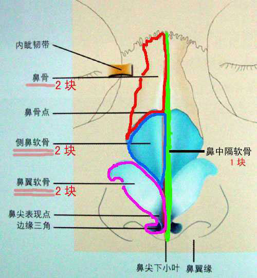 鼻部结构图