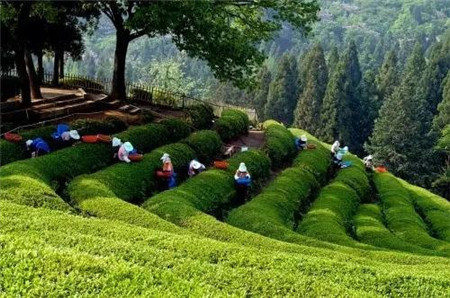 韩国小众景点推荐宝城绿茶田园