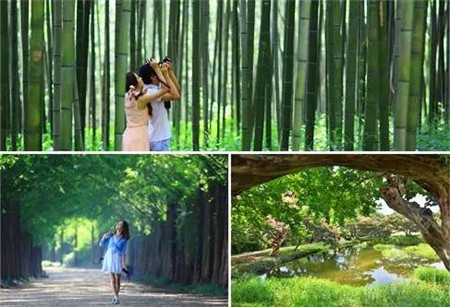韩国美景推荐竹子绿园