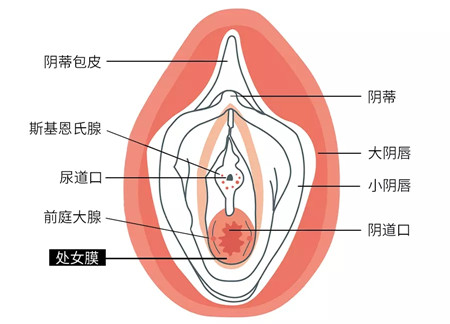 阴唇结构图
