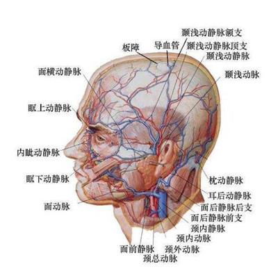 面部血管神经分布图