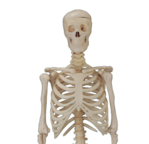 人体骨骼结构示意图