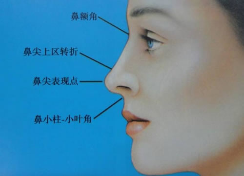 鼻部区域示意图