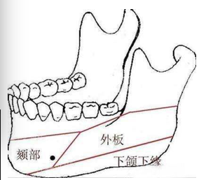 下颌角内部结构图解