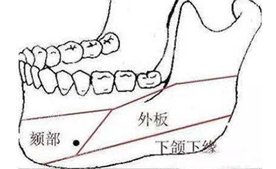 下颌部位结构分析图