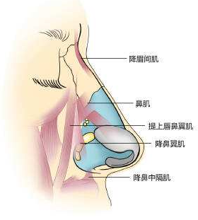 鼻基底附近肌肉群分布图