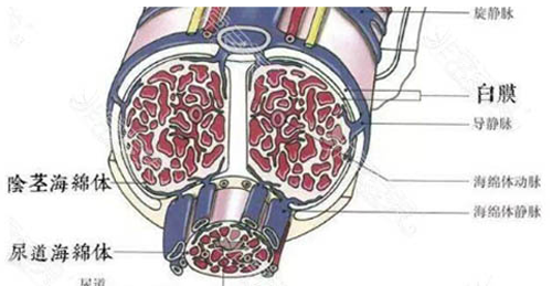 勃起硬度下降怎么治疗更有效？体外冲击波+玻尿酸涨涨见识