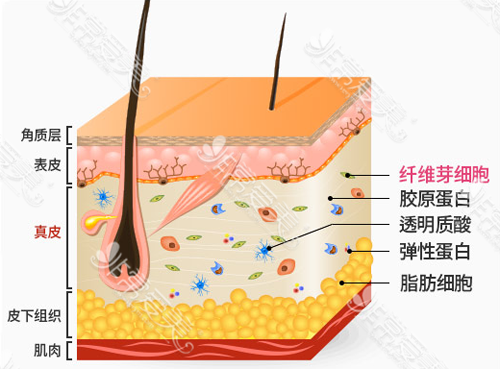 韩国菲斯莱茵细胞赋活原理是什么：热治疗冷养护体感刺激