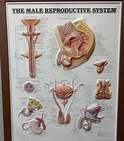 男性生殖器结构图