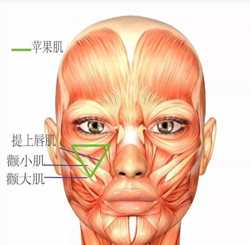 面部手术肌肉分布图